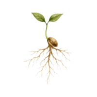 Sprouting seed with roots — Sow Soulful